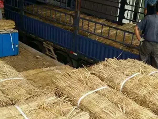 使用條形草支墊有哪些注意事項？
